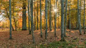 Jesień w Rezerwacie Przyrody Sztynort, październik 2025 r. - zdjęcie 23