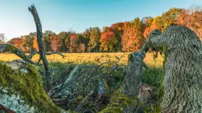 Jesień w Rezerwacie Przyrody Sztynort, październik 2025 r. - zdjęcie 12