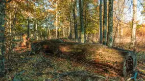 Jesień w Rezerwacie Przyrody Sztynort, październik 2025 r. - zdjęcie 43