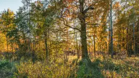 Jesień w Rezerwacie Przyrody Sztynort, październik 2025 r. - zdjęcie 35