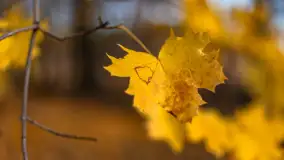 Końcówka mazurskiej, złotej jesieni, listopad 2025 r. - zdjęcie 25