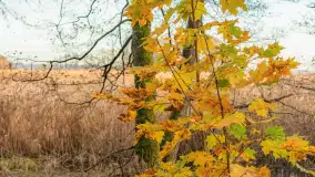 Końcówka mazurskiej, złotej jesieni, listopad 2025 r. - zdjęcie 17