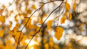 Końcówka mazurskiej, złotej jesieni, listopad 2025 r. - zdjęcie 15