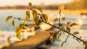 Końcówka jesieni w Pięknym Brzegu, nad jeziorem Święcajty, listopad 2025 r. - zdjęcie 11