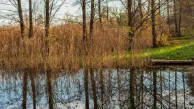 Końcówka jesieni przy śluzie Przerwanki, listopad 2025 r. - zdjęcie 19