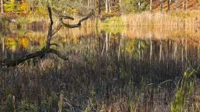 Jesień w lesie miejskim w Giżycku, listopad 2025 r. - zdjęcie 47