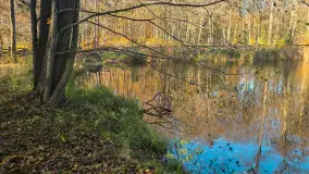 Jesień w lesie miejskim w Giżycku, listopad 2025 r. - zdjęcie 31