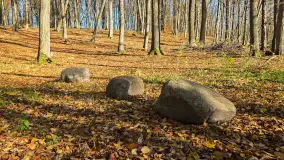 Jesień w lesie miejskim w Giżycku, listopad 2025 r. - zdjęcie 19