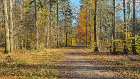 Jesień w lesie miejskim w Giżycku, listopad 2025 r. - zdjęcie 62