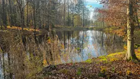 Jesień w lesie miejskim w Giżycku, listopad 2025 r. - zdjęcie 26