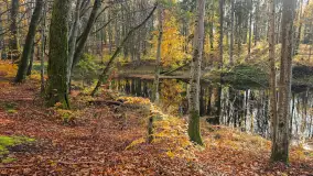 Jesień w lesie miejskim w Giżycku, listopad 2025 r.