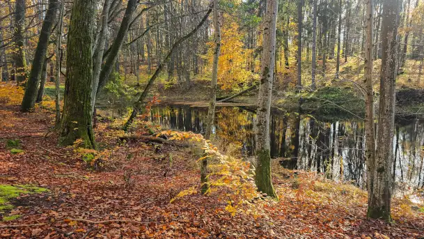 Jesień w lesie miejskim w Giżycku, listopad 2025 r.
