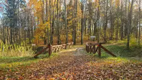 Jesień w lesie miejskim w Giżycku, listopad 2025 r. - zdjęcie 42