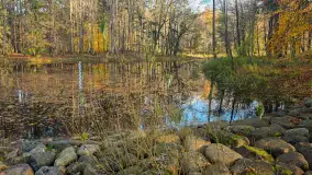 Jesień w lesie miejskim w Giżycku, listopad 2025 r. - zdjęcie 50