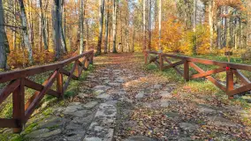 Jesień w lesie miejskim w Giżycku, listopad 2025 r. - zdjęcie 57