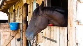 Zdjęcia: Hulańce i swojskie jadło w doborowym towarzystwie - zdjęcie 29