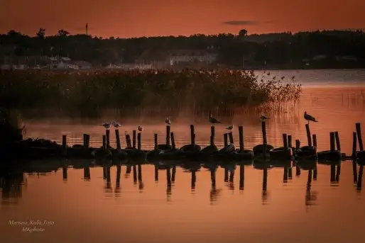 Z zamiłowania do przyrody, w fotografii Mariusza Kulisia - zdjęcie 1