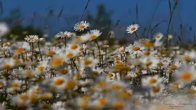 Zdjęcia: Miłośnicy Mazur - magia w zdjęciach Grzegorza - zdjęcie 29