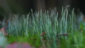 Zdjęcia: Miłośnicy Mazur - magia w zdjęciach Grzegorza - zdjęcie 14