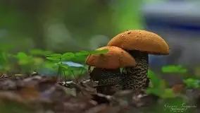 Zdjęcia: Miłośnicy Mazur - magia w zdjęciach Grzegorza - zdjęcie 10