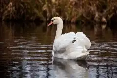 Zdjęcia: Miłośnicy Mazur - Zwykłe, czy niezwykłe... życie - zdjęcie 31