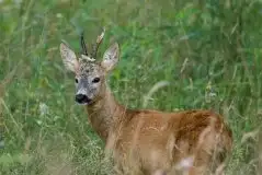 Zdjęcia: Miłośnicy Mazur - zobacz piękno niesamowitej mazurskiej przyrody - zdjęcie 48