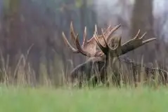 Zdjęcia: Miłośnicy Mazur - zobacz piękno niesamowitej mazurskiej przyrody - zdjęcie 37