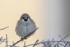 Zdjęcia: Miłośnicy Mazur - zobacz piękno niesamowitej mazurskiej przyrody - zdjęcie 32