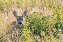 Zdjęcia: Miłośnicy Mazur - zobacz piękno niesamowitej mazurskiej przyrody - zdjęcie 31