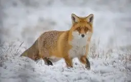 Zdjęcia: Miłośnicy Mazur - zobacz piękno niesamowitej mazurskiej przyrody - zdjęcie 19