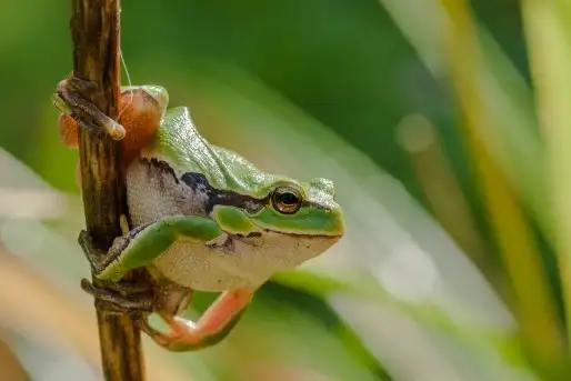 Zdjęcia: Miłośnicy Mazur - zobacz piękno niesamowitej mazurskiej przyrody - zdjęcie 5