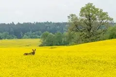Ssak z rodziny jeleniowatych na zdjęciach Jana Olchówki - zdjęcie 41