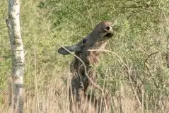 Ssak z rodziny jeleniowatych na zdjęciach Jana Olchówki - zdjęcie 38