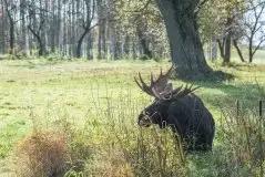 Ssak z rodziny jeleniowatych na zdjęciach Jana Olchówki - zdjęcie 35