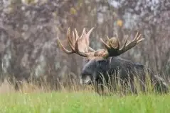 Ssak z rodziny jeleniowatych na zdjęciach Jana Olchówki - zdjęcie 26