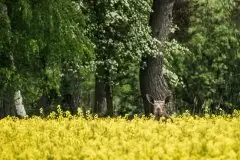 Ssak z rodziny jeleniowatych na zdjęciach Jana Olchówki - zdjęcie 12