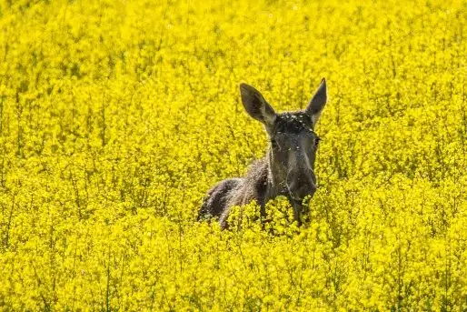 Ssak z rodziny jeleniowatych na zdjęciach Jana Olchówki - zdjęcie 6