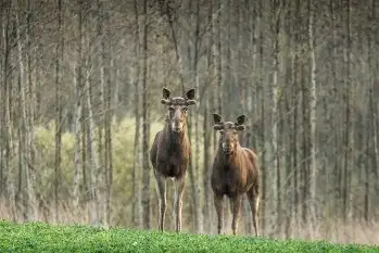 Ssak z rodziny jeleniowatych na zdjęciach Jana Olchówki