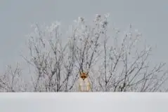 Lisy na Mazurach - zdjęcie 91