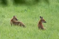 Lisy na Mazurach - zdjęcie 88