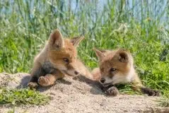 Lisy na Mazurach - zdjęcie 73