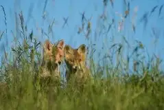 Lisy na Mazurach - zdjęcie 70