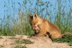 Lisy na Mazurach - zdjęcie 69