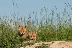 Lisy na Mazurach - zdjęcie 64