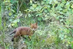 Lisy na Mazurach - zdjęcie 55