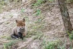 Lisy na Mazurach - zdjęcie 46