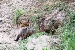 Lisy na Mazurach - zdjęcie 45