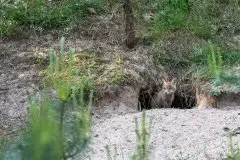 Lisy na Mazurach - zdjęcie 40