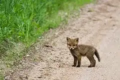 Lisy na Mazurach - zdjęcie 34