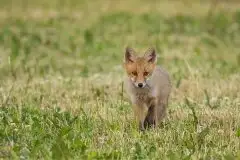 Lisy na Mazurach - zdjęcie 28